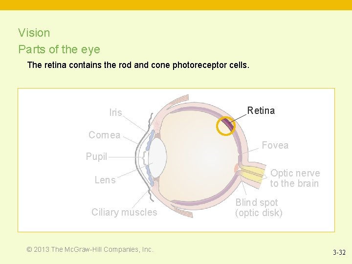 Vision Parts of the eye The retina contains the rod and cone photoreceptor cells.