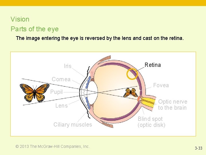 Vision Parts of the eye The image entering the eye is reversed by the