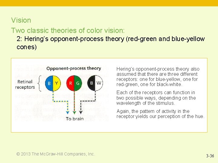 Vision Two classic theories of color vision: 2: Hering’s opponent-process theory (red-green and blue-yellow