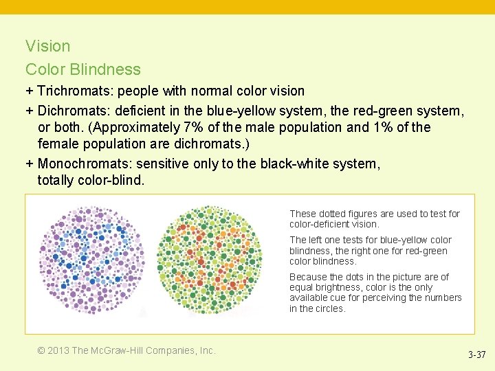 Vision Color Blindness + Trichromats: people with normal color vision + Dichromats: deficient in