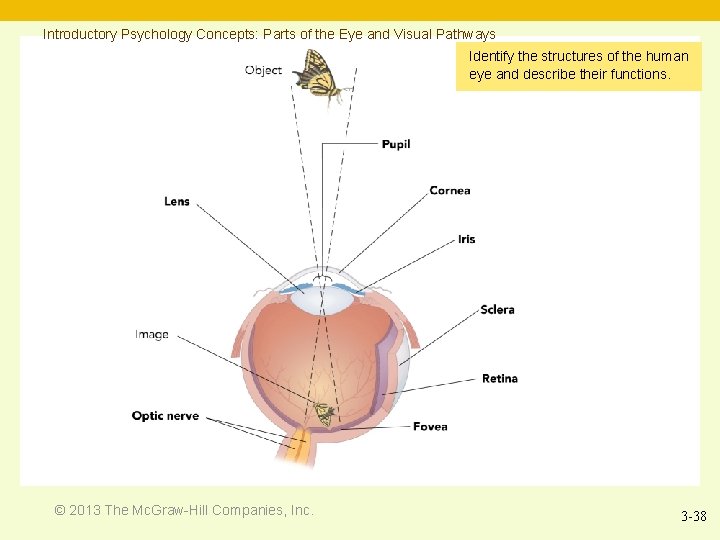 Introductory Psychology Concepts: Parts of the Eye and Visual Pathways Identify the structures of