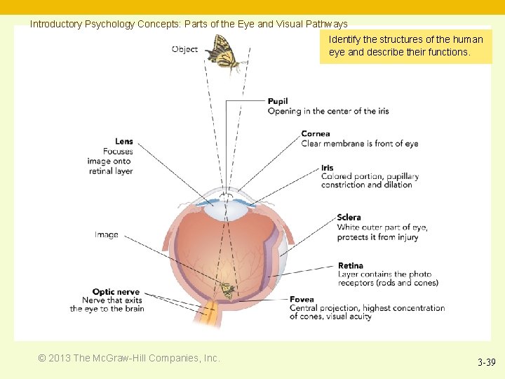 Introductory Psychology Concepts: Parts of the Eye and Visual Pathways Identify the structures of