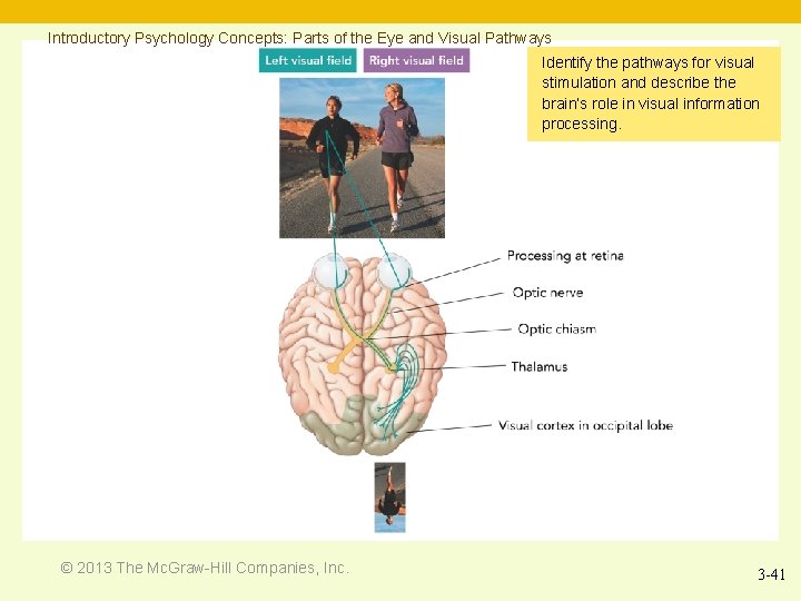 Introductory Psychology Concepts: Parts of the Eye and Visual Pathways Identify the pathways for