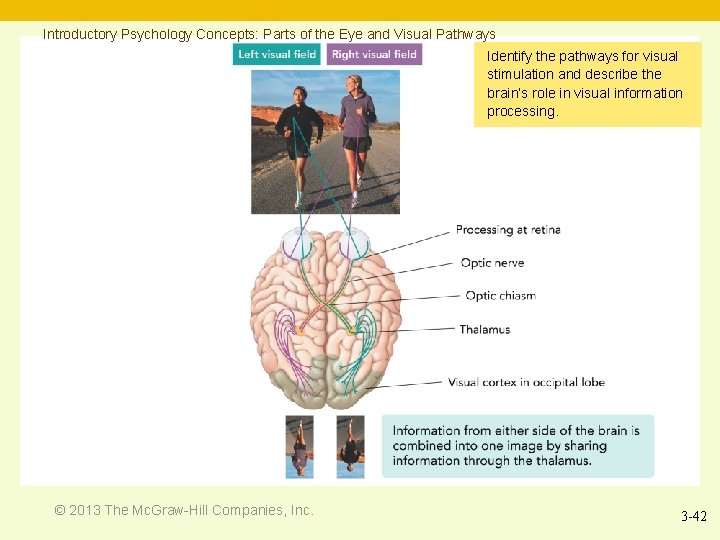 Introductory Psychology Concepts: Parts of the Eye and Visual Pathways Identify the pathways for