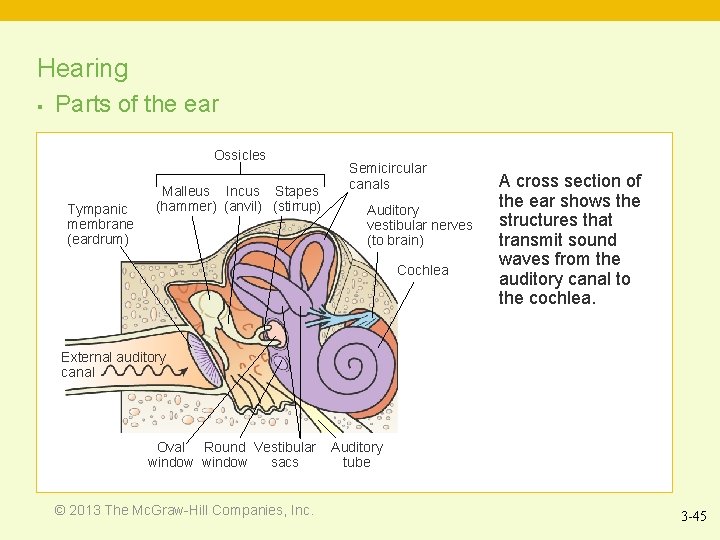 Hearing § Parts of the ear Ossicles Tympanic membrane (eardrum) Malleus Incus Stapes (hammer)