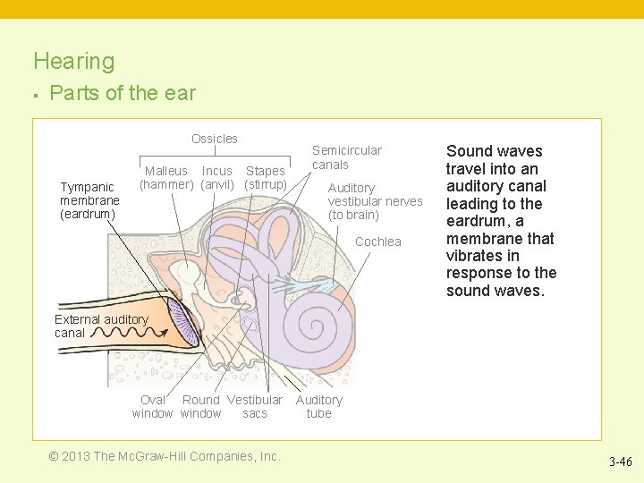 Hearing § Parts of the ear Ossicles Tympanic membrane (eardrum) Malleus Incus Stapes (hammer)