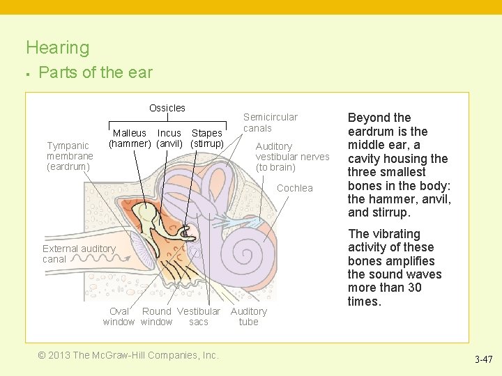 Hearing § Parts of the ear Ossicles Tympanic membrane (eardrum) Malleus Incus Stapes (hammer)