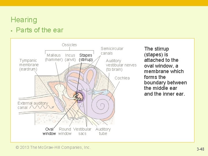 Hearing § Parts of the ear Ossicles Tympanic membrane (eardrum) Malleus Incus Stapes (hammer)