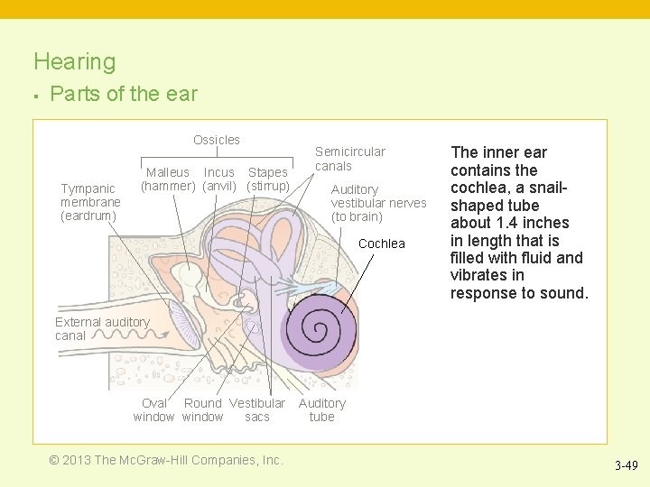 Hearing § Parts of the ear Ossicles Tympanic membrane (eardrum) Malleus Incus Stapes (hammer)