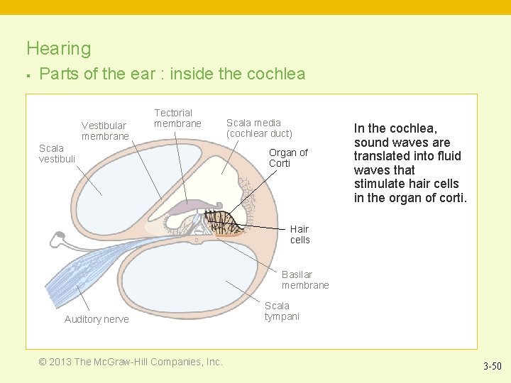 Hearing § Parts of the ear : inside the cochlea Vestibular membrane Tectorial membrane