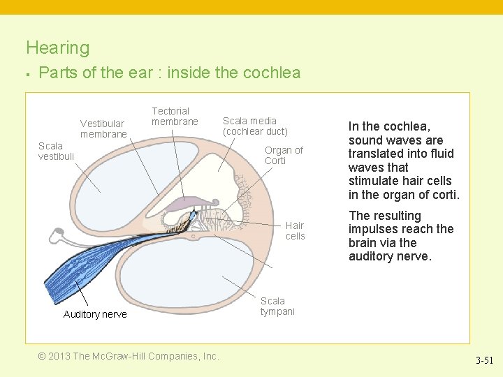 Hearing § Parts of the ear : inside the cochlea Vestibular membrane Tectorial membrane