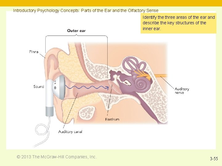 Introductory Psychology Concepts: Parts of the Ear and the Olfactory Sense Identify the three
