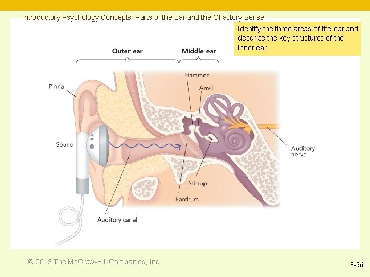 Introductory Psychology Concepts: Parts of the Ear and the Olfactory Sense Identify the three