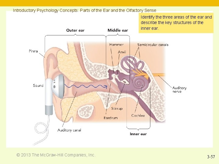 Introductory Psychology Concepts: Parts of the Ear and the Olfactory Sense Identify the three