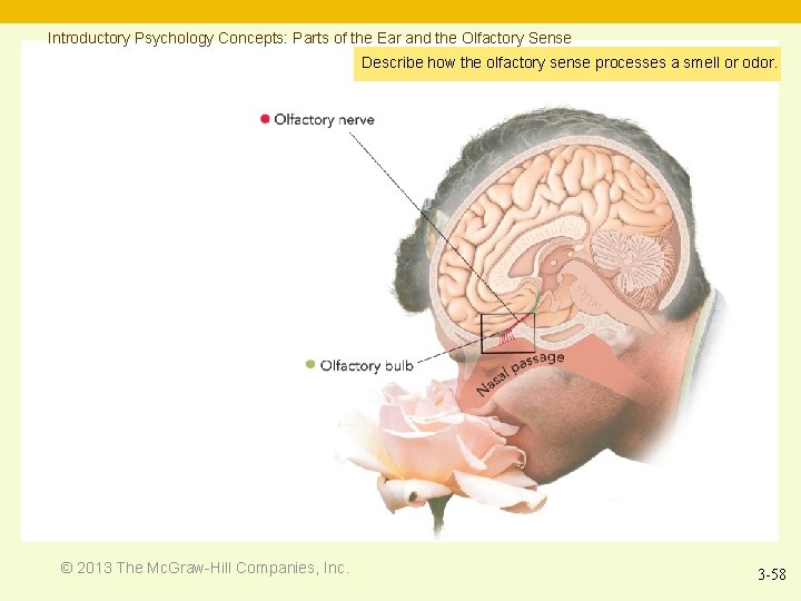 Introductory Psychology Concepts: Parts of the Ear and the Olfactory Sense Describe how the