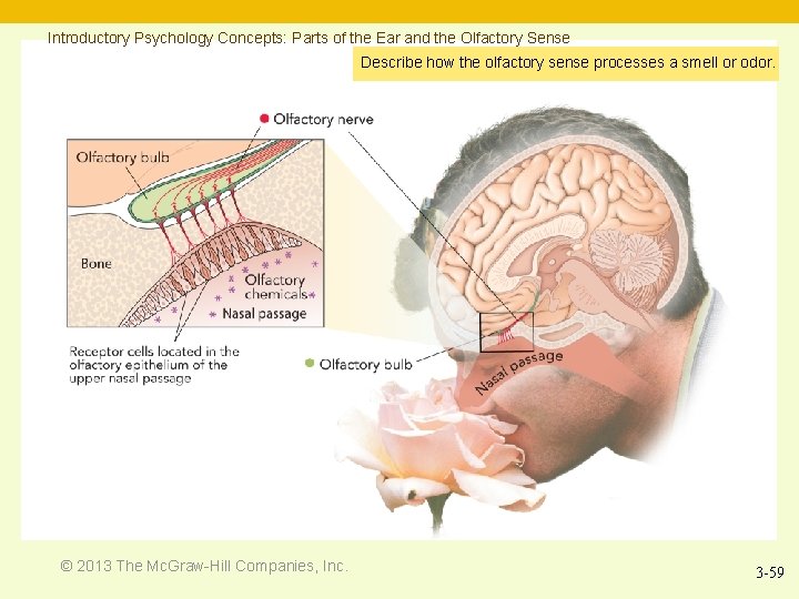 Introductory Psychology Concepts: Parts of the Ear and the Olfactory Sense Describe how the
