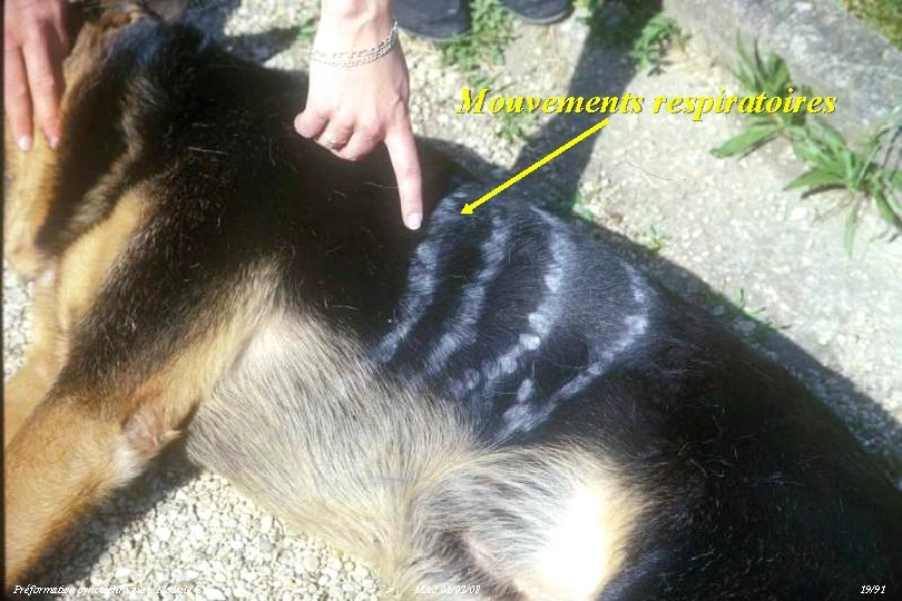 Mouvements respiratoires Préformation cynotechnique – Module C MAJ 01/02/08 19/91 