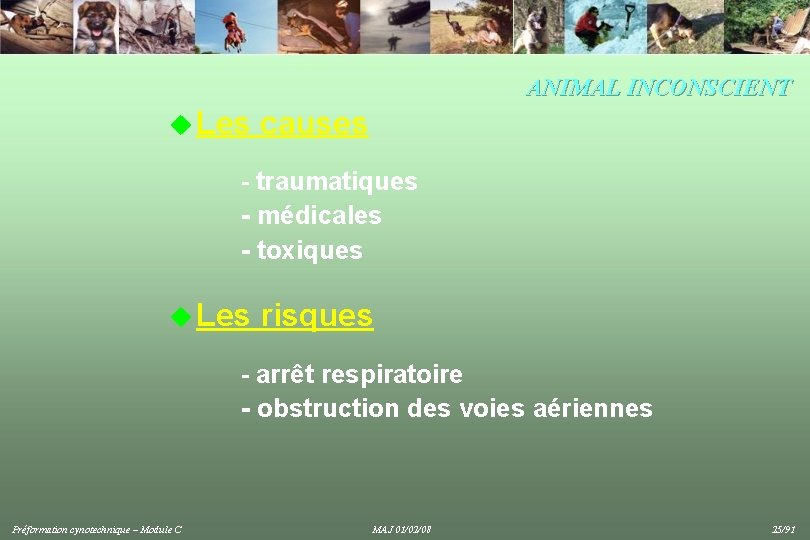 ANIMAL INCONSCIENT u Les causes - traumatiques - médicales - toxiques u Les risques