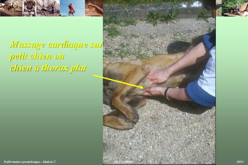 Massage cardiaque sur petit chien ou chien à thorax plat Préformation cynotechnique – Module