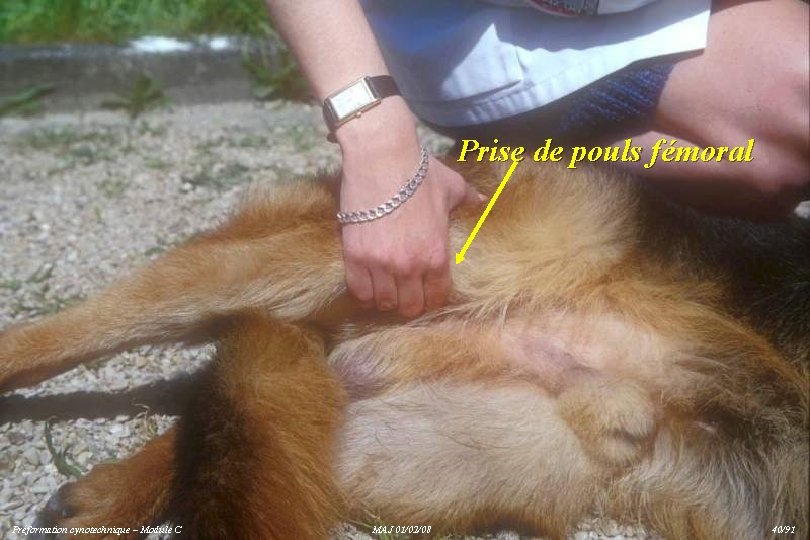 Prise de pouls fémoral Préformation cynotechnique – Module C MAJ 01/02/08 40/91 
