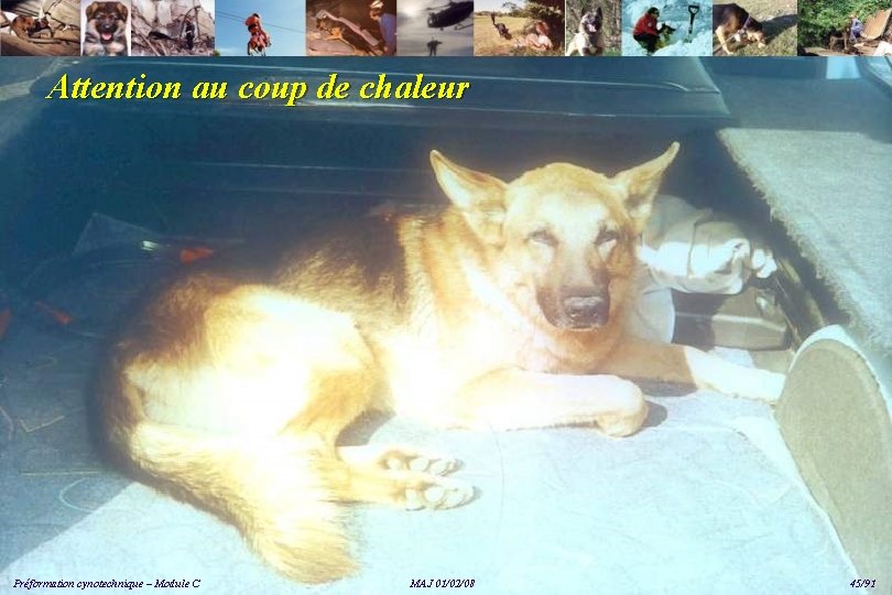 Attention au coup de chaleur Préformation cynotechnique – Module C MAJ 01/02/08 45/91 