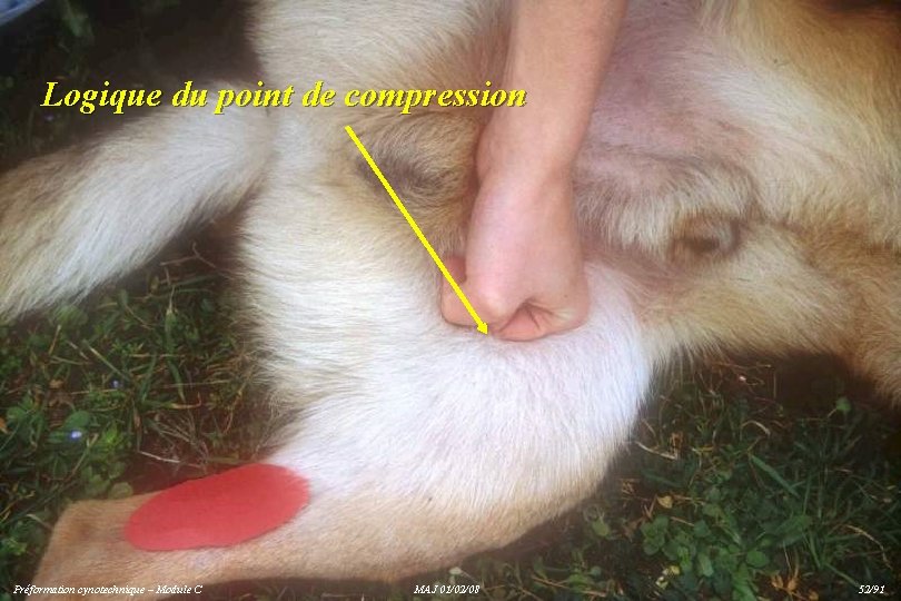 Logique du point de compression Préformation cynotechnique – Module C MAJ 01/02/08 52/91 