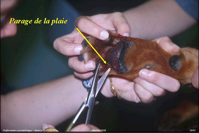 Parage de la plaie Préformation cynotechnique – Module C MAJ 01/02/08 59/91 