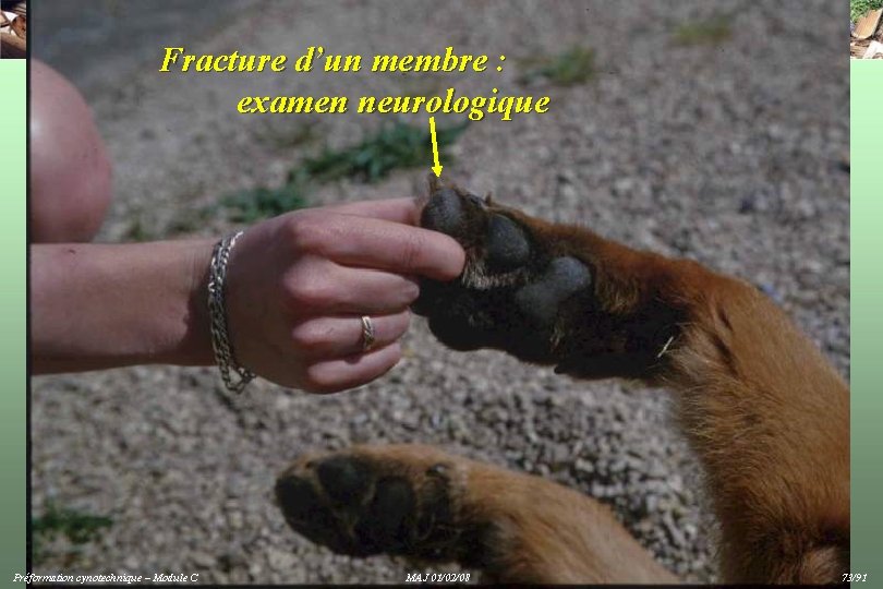 Fracture d’un membre : examen neurologique Préformation cynotechnique – Module C MAJ 01/02/08 73/91