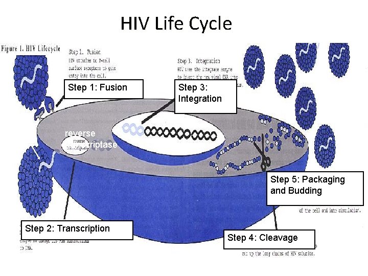 HIV Life Cycle Step 1: Fusion HIV Step 3: Integration reverse transcriptase Step 5:
