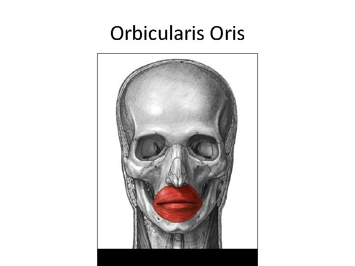 Orbicularis Oris Orbicularis Oris