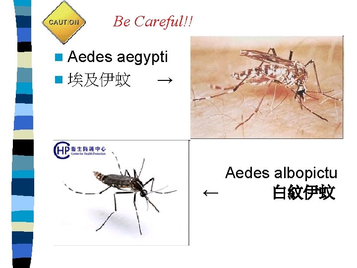 Be Careful!! n Aedes aegypti n 埃及伊蚊 → Aedes albopictu ← 白紋伊蚊 