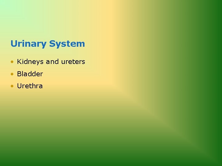 Urinary System • Kidneys and ureters • Bladder • Urethra 