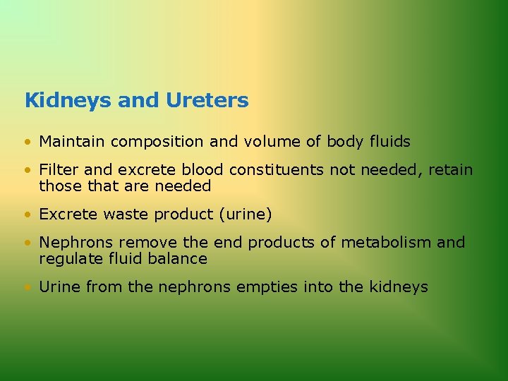 Kidneys and Ureters • Maintain composition and volume of body fluids • Filter and