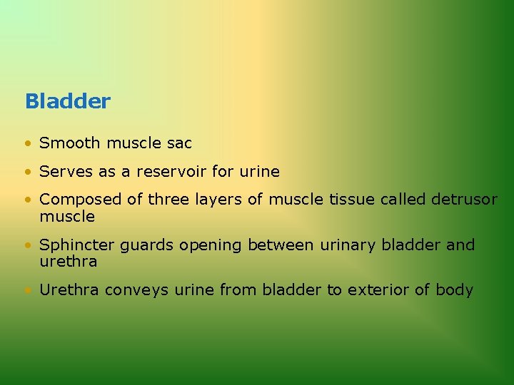 Bladder • Smooth muscle sac • Serves as a reservoir for urine • Composed