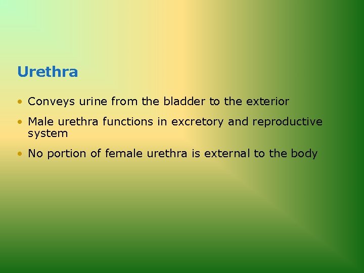 Urethra • Conveys urine from the bladder to the exterior • Male urethra functions