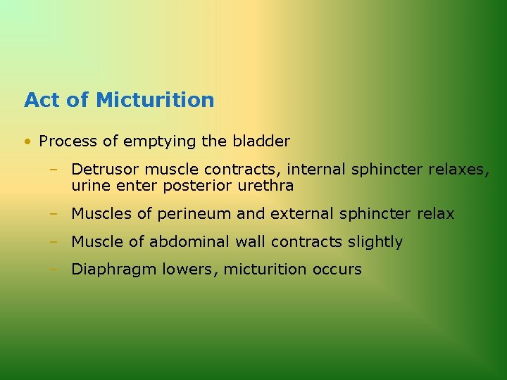 Act of Micturition • Process of emptying the bladder – Detrusor muscle contracts, internal