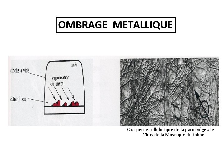 OMBRAGE METALLIQUE Charpente cellulosique de la paroi végétale Virus de la Mosaique du tabac