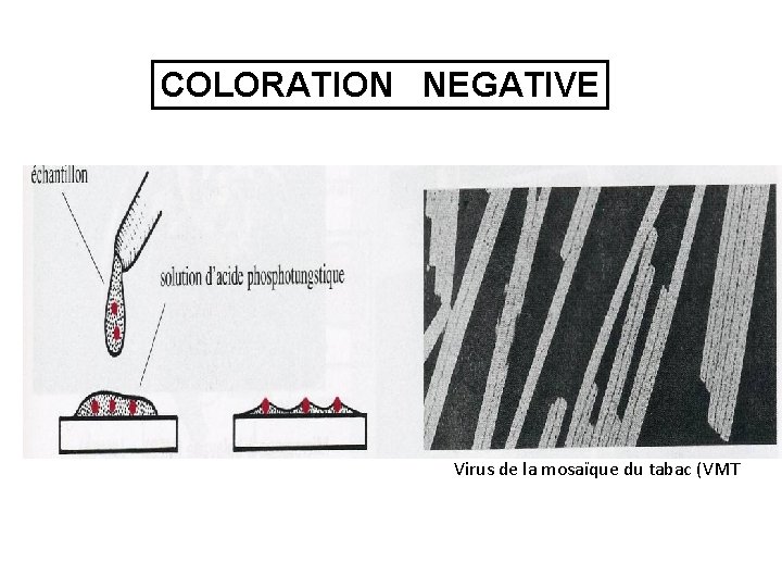 COLORATION NEGATIVE Virus de la mosaïque du tabac (VMT 