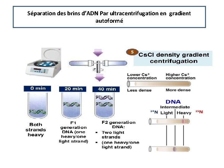 Séparation des brins d’ADN Par ultracentrifugation en gradient autoformé 