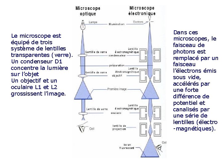 Le microscope est équipé de trois système de lentilles transparentes (verre). Un condenseur D