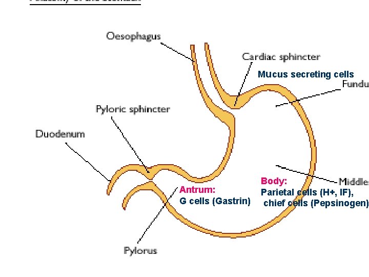 Mucus secreting cells Antrum: G cells (Gastrin) Body: Parietal cells (H+, IF), chief cells