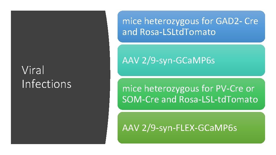 mice heterozygous for GAD 2 - Cre and Rosa-LSLtd. Tomato Viral Infections AAV 2/9 mice heterozygous for GAD 2 - Cre and Rosa-LSLtd. Tomato Viral Infections AAV 2/9