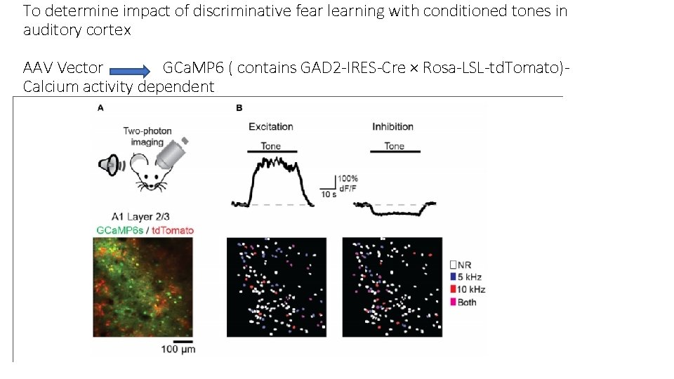 To determine impact of discriminative fear learning with conditioned tones in auditory cortex AAV To determine impact of discriminative fear learning with conditioned tones in auditory cortex AAV