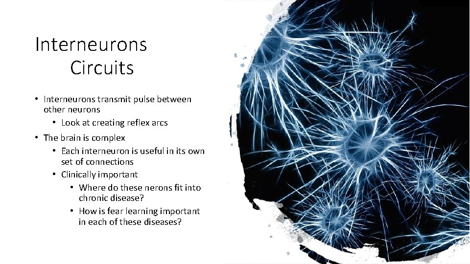 Interneurons Circuits • Interneurons transmit pulse between other neurons • Look at creating reflex Interneurons Circuits • Interneurons transmit pulse between other neurons • Look at creating reflex
