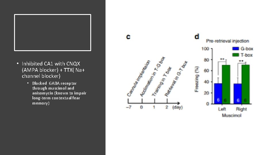 • Inhibited CA 1 with CNQX (AMPA blocker) + TTX( Na+ channel blocker) • Inhibited CA 1 with CNQX (AMPA blocker) + TTX( Na+ channel blocker)