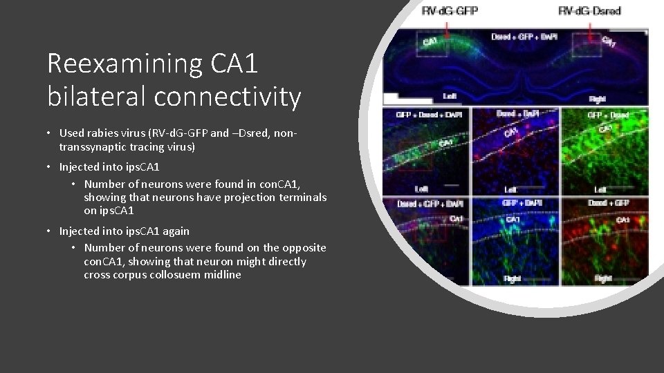 Reexamining CA 1 bilateral connectivity • Used rabies virus (RV-d. G-GFP and –Dsred, nontranssynaptic Reexamining CA 1 bilateral connectivity • Used rabies virus (RV-d. G-GFP and –Dsred, nontranssynaptic