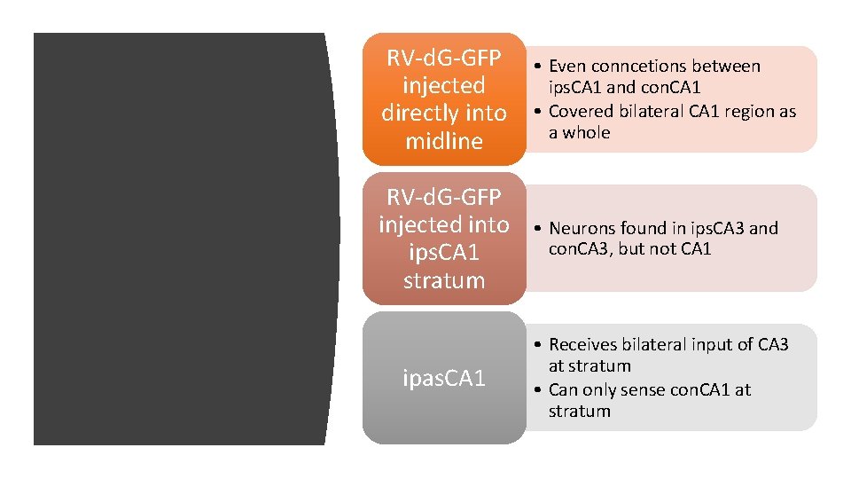 RV-d. G-GFP injected directly into midline • Even conncetions between ips. CA 1 and RV-d. G-GFP injected directly into midline • Even conncetions between ips. CA 1 and