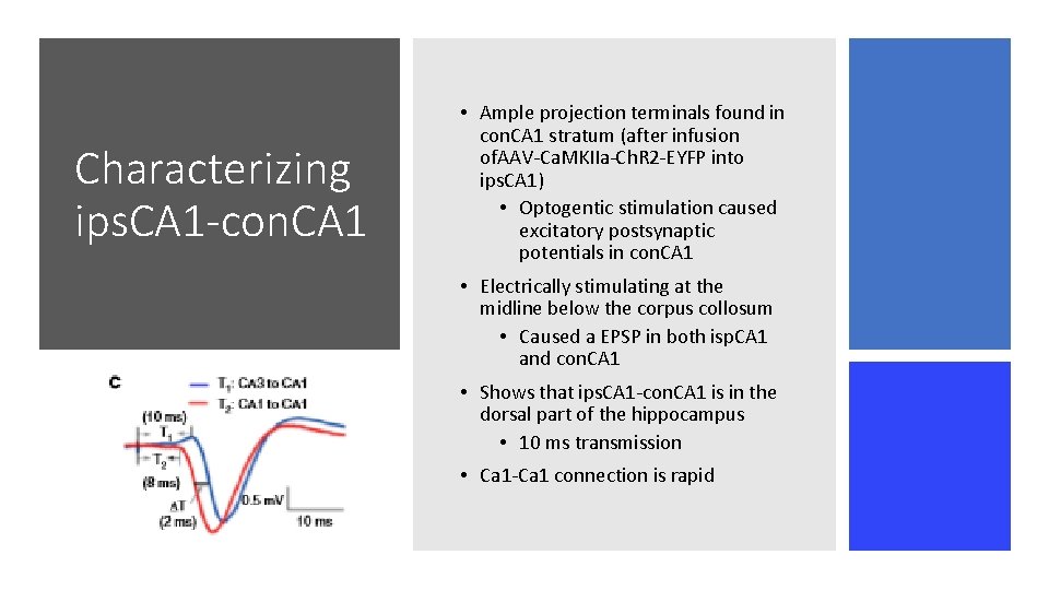 Characterizing ips. CA 1 -con. CA 1 • Ample projection terminals found in con. Characterizing ips. CA 1 -con. CA 1 • Ample projection terminals found in con.
