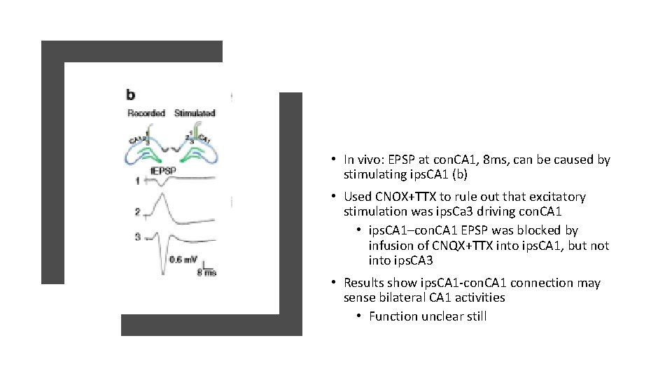• In vivo: EPSP at con. CA 1, 8 ms, can be caused • In vivo: EPSP at con. CA 1, 8 ms, can be caused