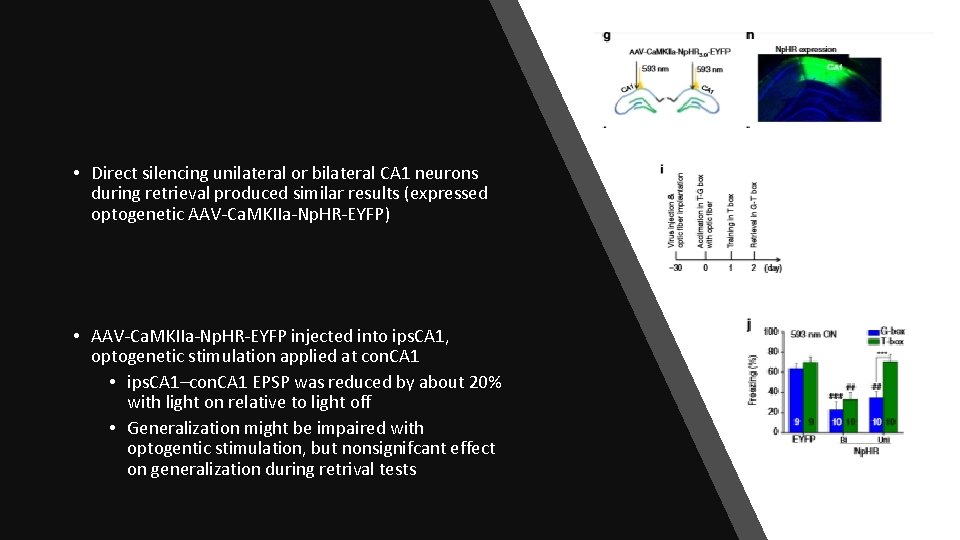 • Direct silencing unilateral or bilateral CA 1 neurons during retrieval produced similar • Direct silencing unilateral or bilateral CA 1 neurons during retrieval produced similar